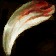 White Ravasaur Claw