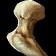 Basilisk Bone